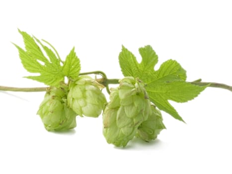 close-up of fresh, green hop isolated on white background