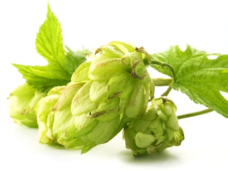 close-up of fresh, green hop isolated on white background