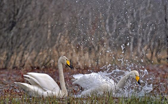 A couple of whooping swans splashing around in the shallow water.