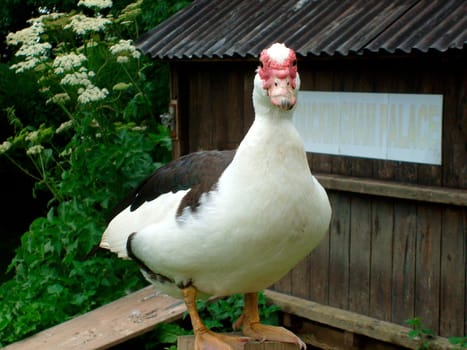 Portrait of duck sat on a fence, shed behind says duckingham palace.