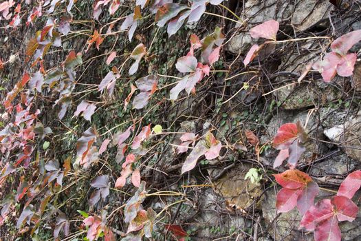 it is a wall with leaf background.