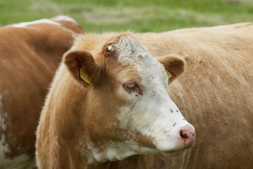 Photo of the breeding cow on a meadow.