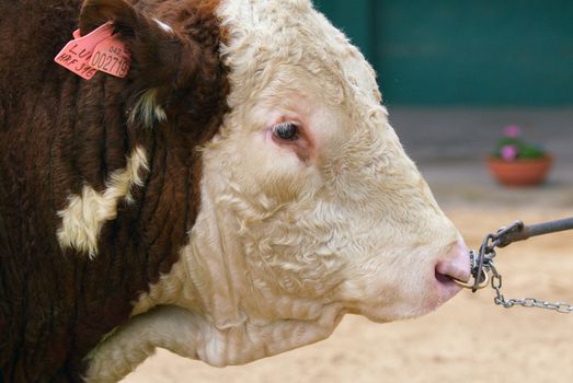 Photo of the breeding bull on a exhibition.