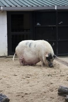 A fat and big pig