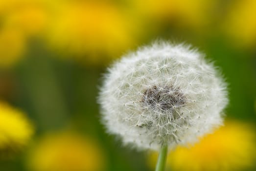 Close up of a dandelion on blurred yellow background