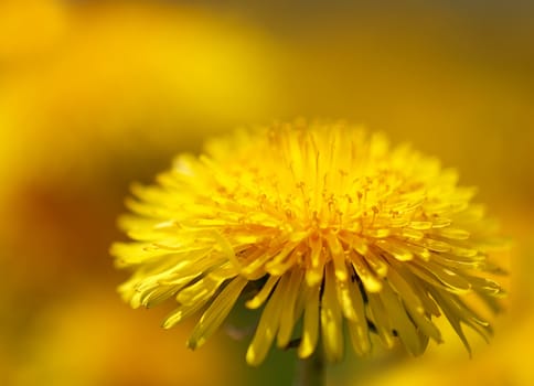 Close up of a dandelion on blurred yellow background
