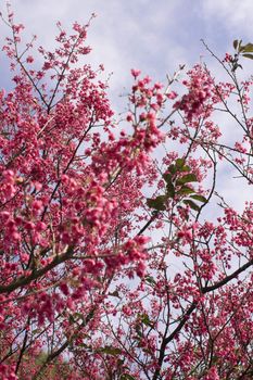 Single peach flower