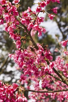 Single peach flower