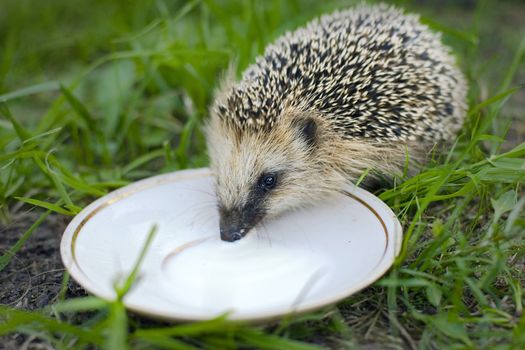 Hedgehog drink milk
