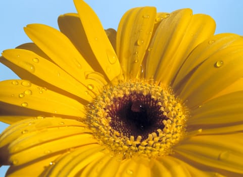 Close-up image of a yellow flower.  Film scan.