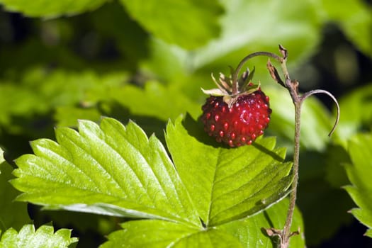 red strawberry in green garden. Summer time.