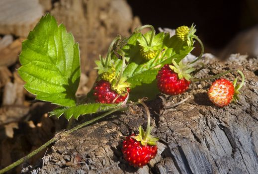 red strawberry. Summer time.