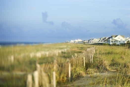 Beachfront houses separated from ocean by natural area.