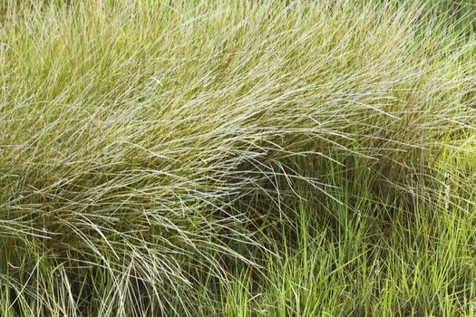 Beach grass.