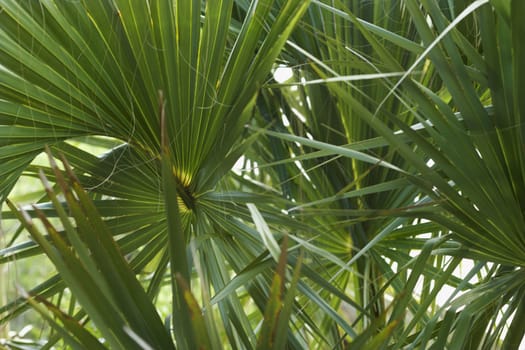 Fan palms.