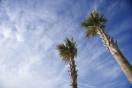 Low angle view of tall palm trees against blue sky.