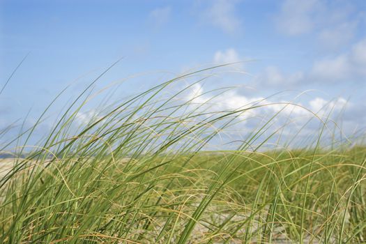 Beach grass swaying with the wind.