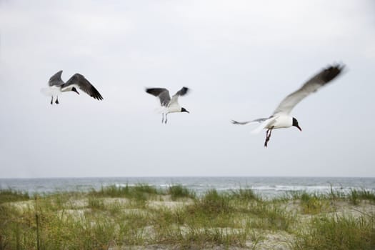 Three seagulls flying over beach.