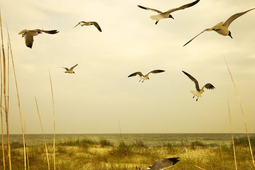 Seagulls flying over beach.