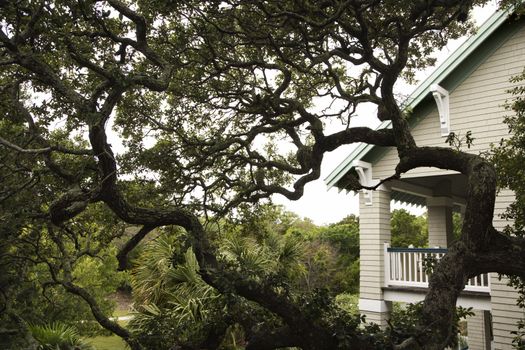 House with live oak tree.