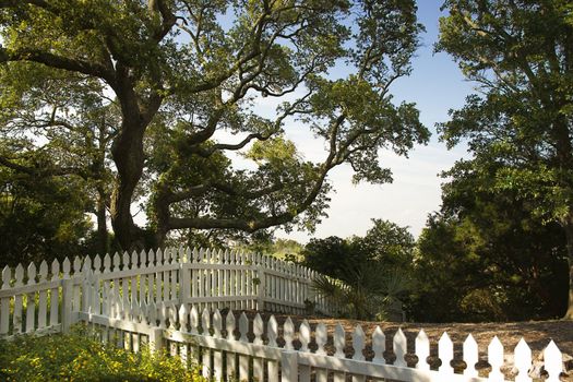 White picket fence with live oak tree on Bald Head Island, North Carolina.