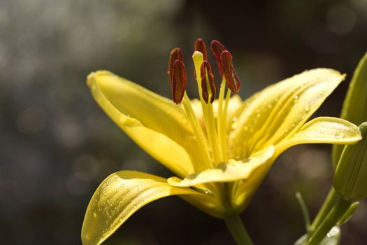 Yellow day lilly bloom.