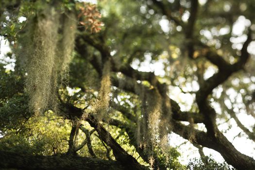 Spanish moss hanging from live oak tree on Bald Head Island, North Carolina.