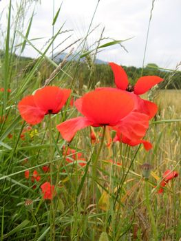 poppies in a wheat field in Provence back-country
