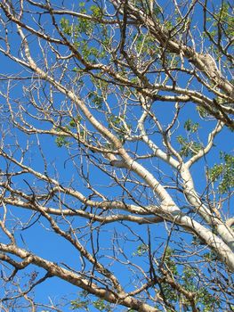 Birch branches in the blue sky in Provence