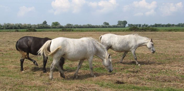 White horses in a field in Camargue