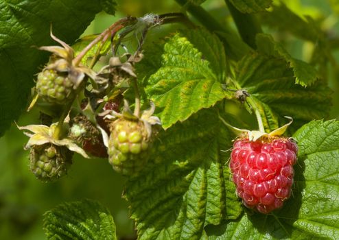 red and green raspberry in the garden