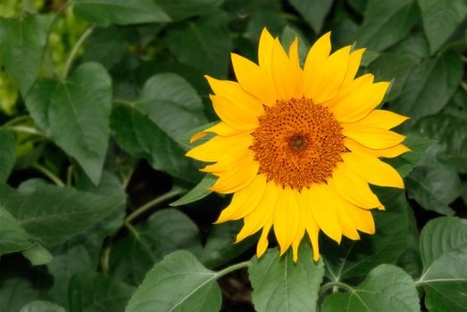 Nature beauty of single sunflower in the park.