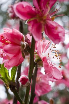 it is a closeup of peach flower