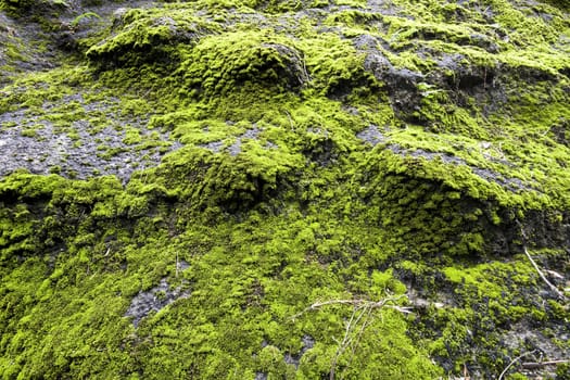 Green moss in the forest.