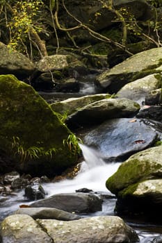 It is a water spring in forest.