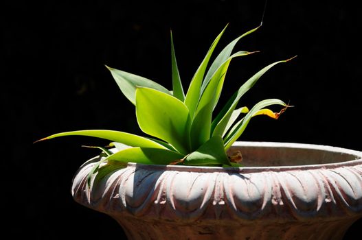 Agave succulent in planter reaching towards the sun, with a dark background.