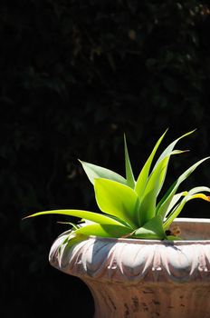 Agave succulent in planter reaching towards the sun, with a dark background.