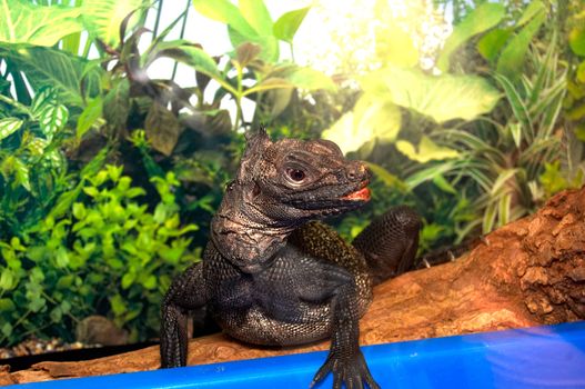 The big black lizard with pink lips sits in a terrarium