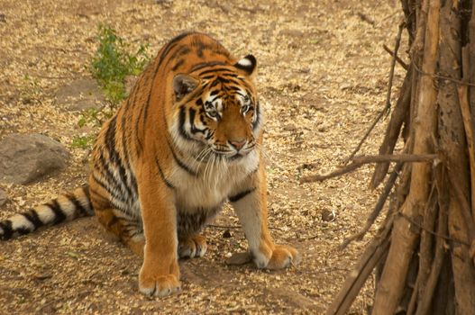 The tiger has woken up in a zoo open-air cage