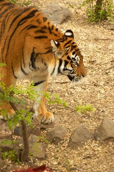 Ussuriisk tiger in a zoo open-air cage