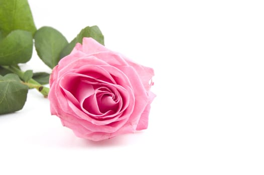 pink rose isolated on a white background