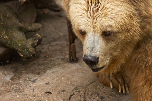 The Himalaya bear in a zoo open-air cage