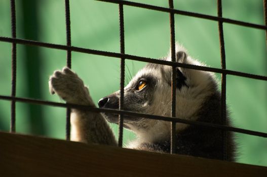 The lemur in bondage behind a lattice basks in the sun