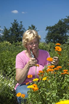 elderly woman is picking flowers in the garden during the summer