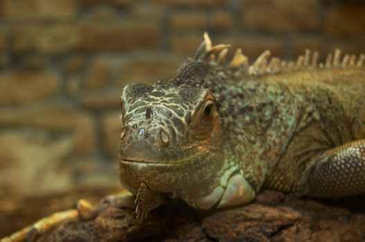 The big lizard in a terrarium is heated under a lamp