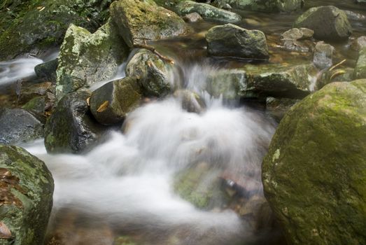 A water spring in forest