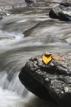 Leafs on a rock with water spring