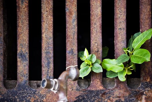 the weed dependent on the water of the broken faucet to survive. 