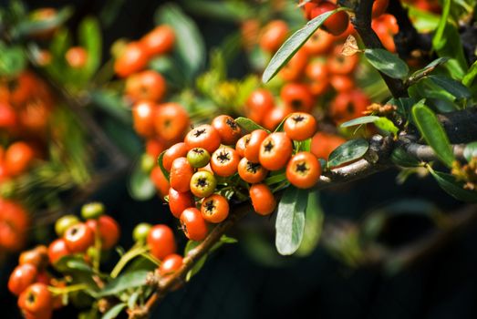 it is a chinese firethorn called pyracantha fortuneana.