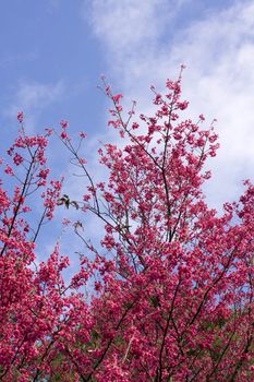 Single peach flower